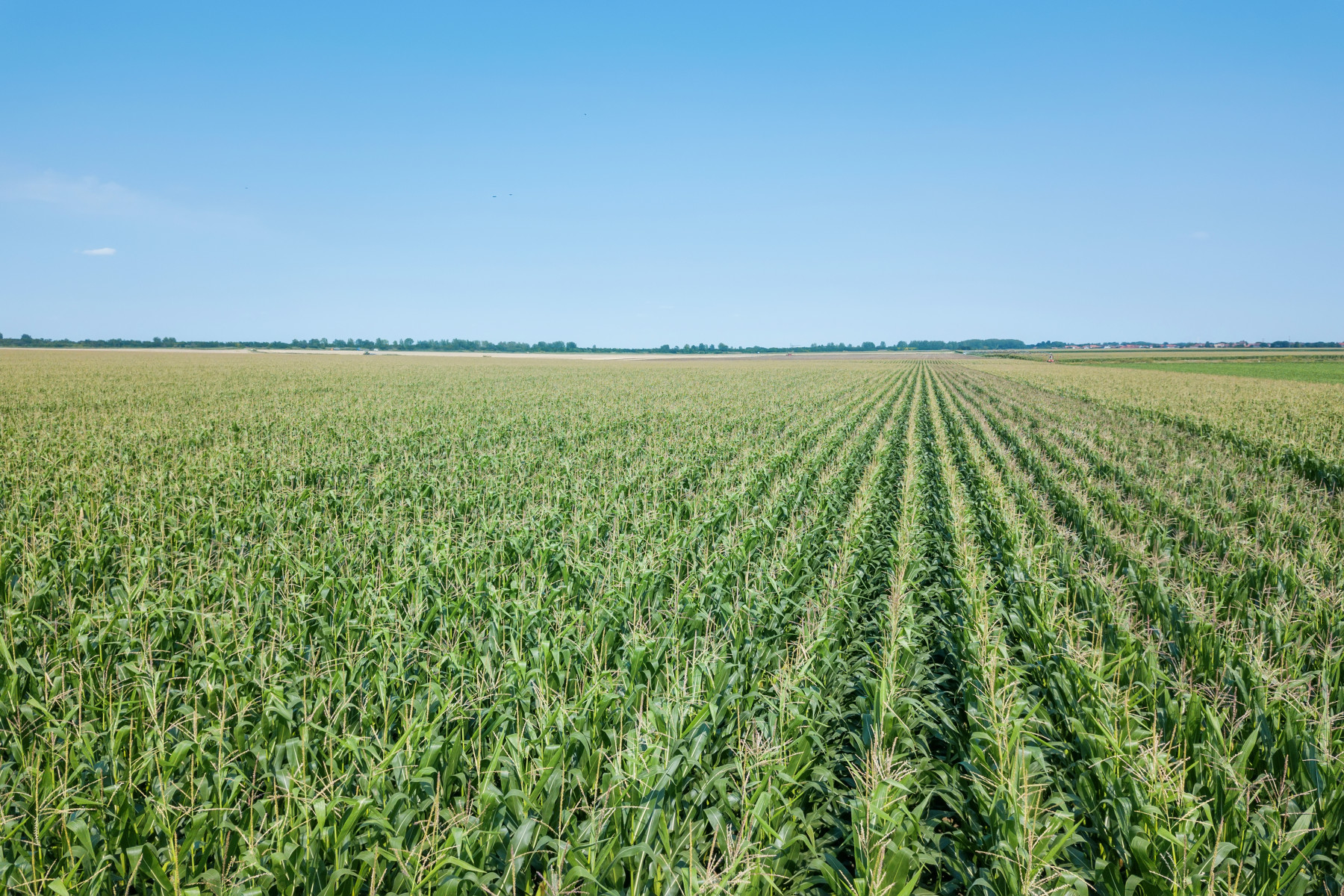 Área tratada por defensivos agrícolas cresce 1,8% no primeiro trimestre de 2025 no Brasil