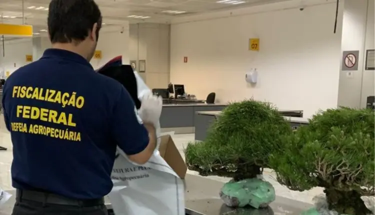 Vigiagro apreende bonsais importados irregularmente no Aeroporto de Guarulhos