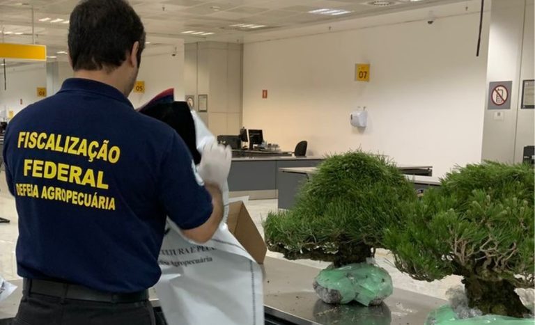 Vigiagro apreende bonsais importados irregularmente no Aeroporto de Guarulhos