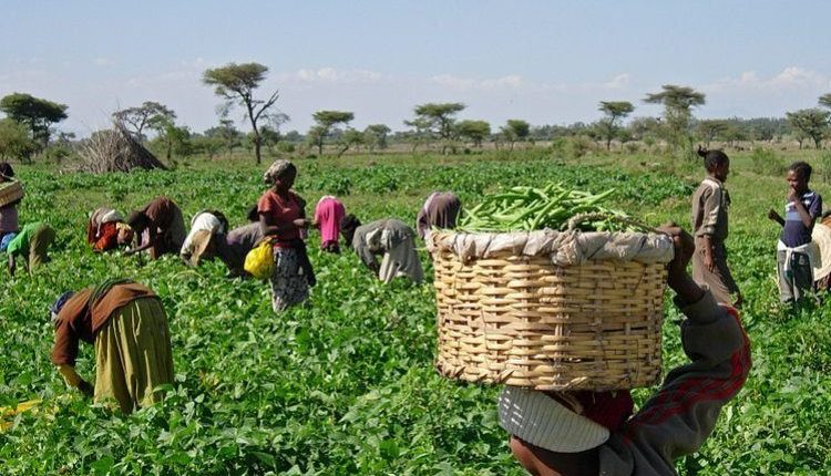 Angola desperta como nova fronteira agrícola e atrai atenção de produtores brasileiros