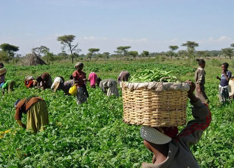 Angola desperta como nova fronteira agrícola e atrai atenção de produtores brasileiros