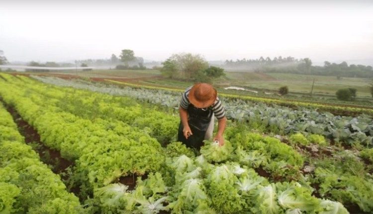 Maio é tempo de plantar: veja as melhores opções para cada região brasileira