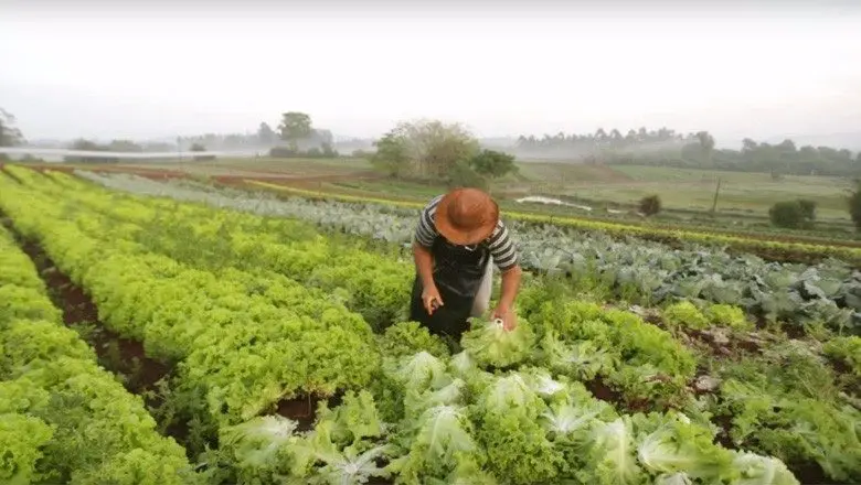 Maio é tempo de plantar: veja as melhores opções para cada região brasileira