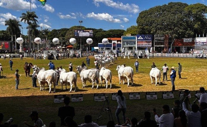 Nelore leva à 90ª Expozebu mais de 1.148 animais, com 155 expositores de 16 estados
