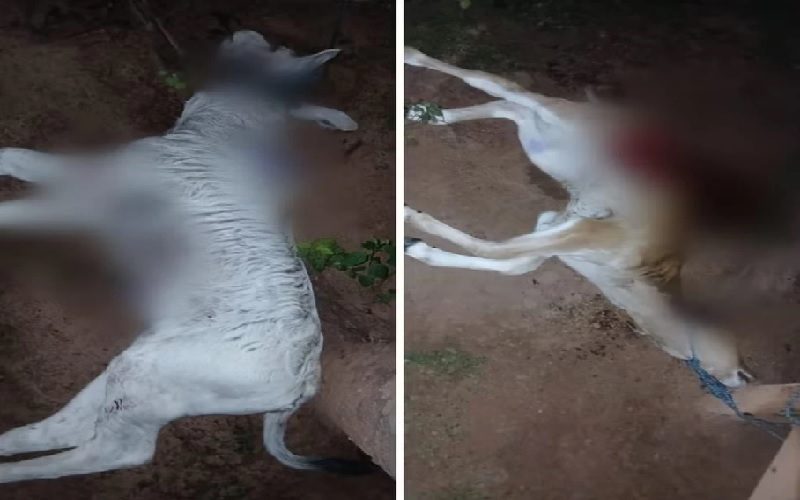 Onças invadem fazendas e prefeitura alerta moradores da zona rural