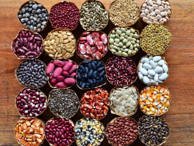 O que são sementes crioulas e por que elas são importantes