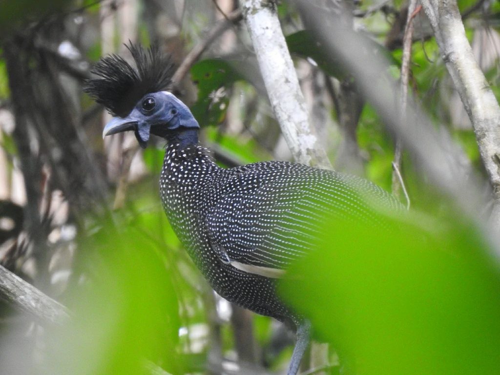 Top 5 galinhas-d’Angola que estão dominando os criatórios