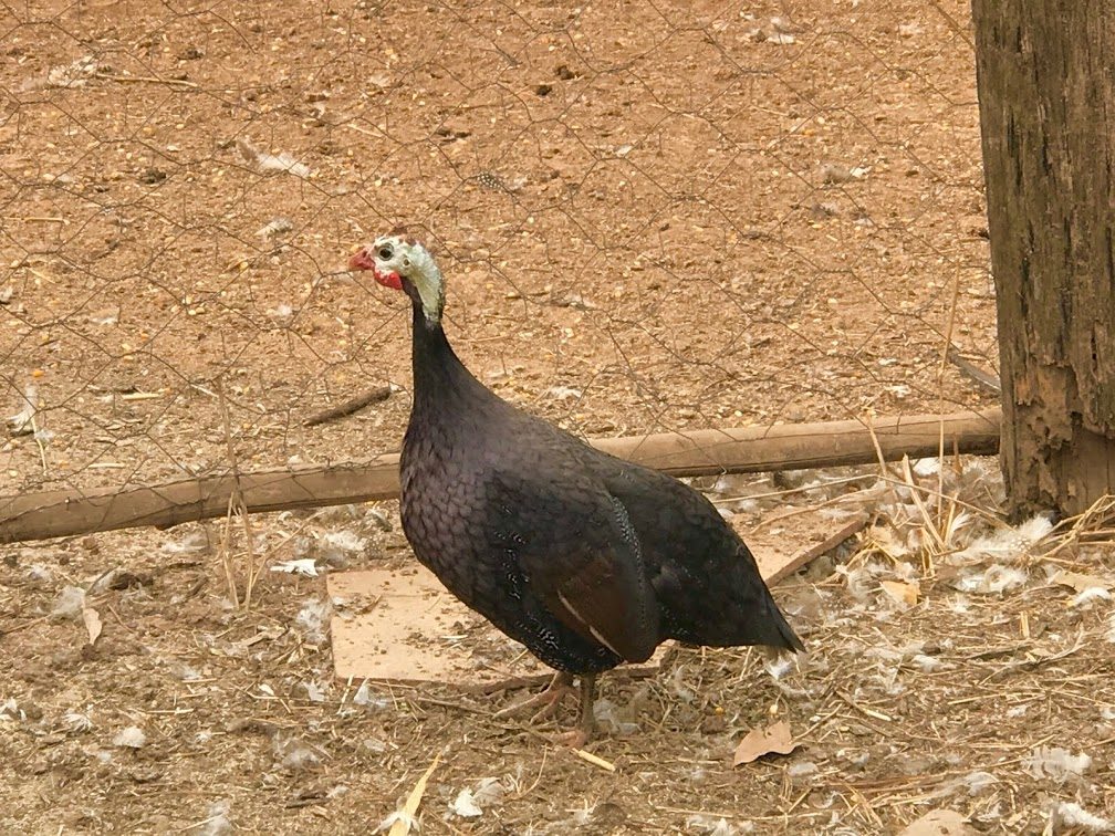 Top 5 galinhas-d’Angola que estão dominando os criatórios