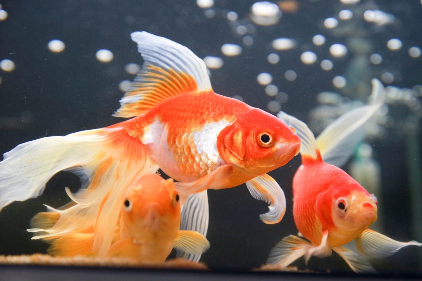 Pequenos, exóticos e valiosos: Conheça os peixes que estão movimentando milhões