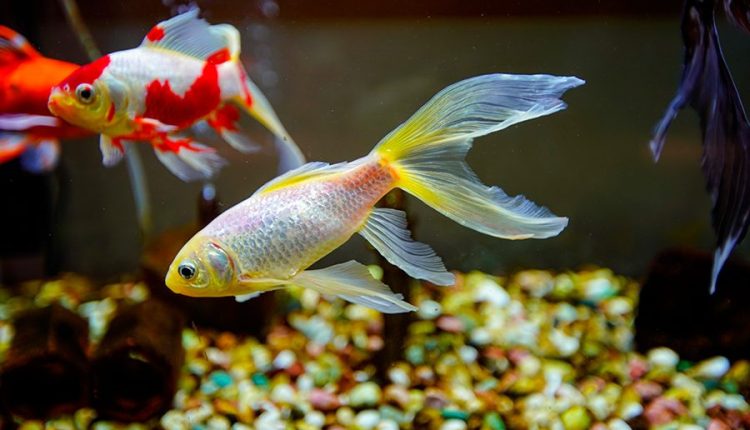 Pequenos, exóticos e valiosos: Conheça os peixes que estão movimentando milhões