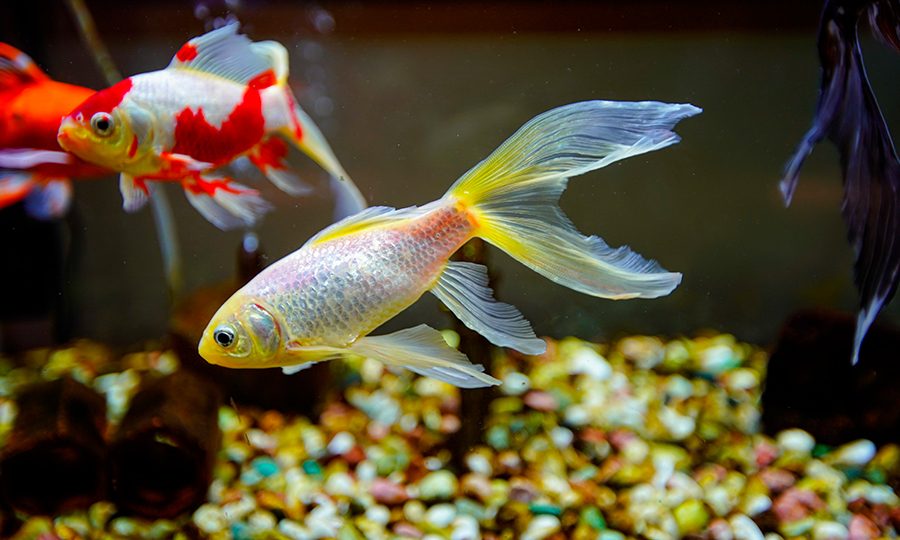 Pequenos, exóticos e valiosos: Conheça os peixes que estão movimentando milhões