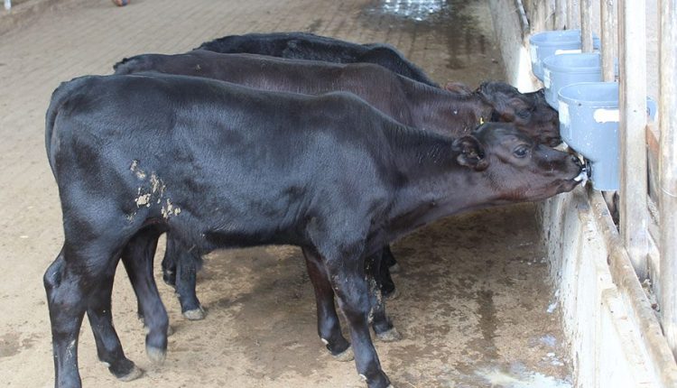 Bezerros geneticamente editados nascem pela primeira vez no Brasil