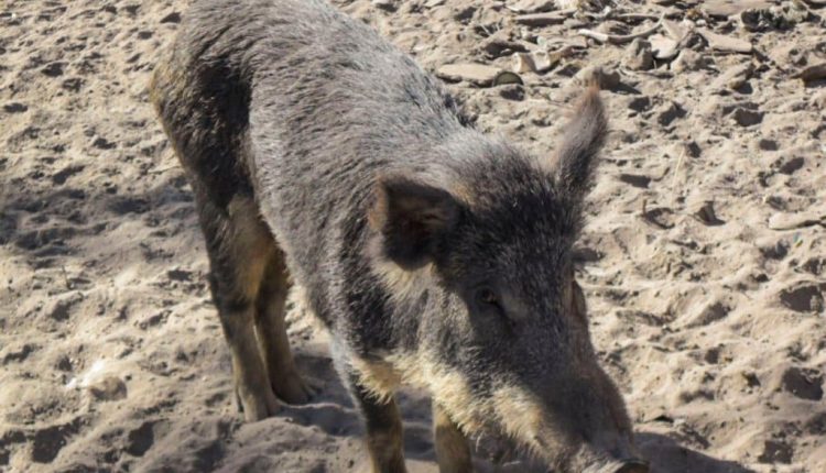 Javali e porcos selvagens colocam lavouras de milho em risco no Centro-Oeste
