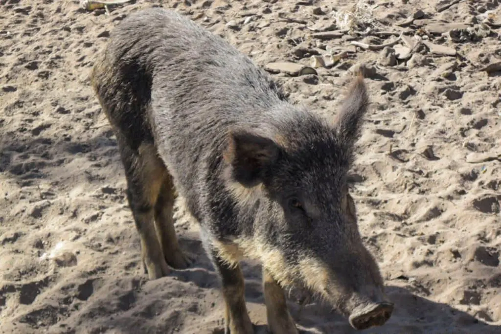 Javali e porcos selvagens colocam lavouras de milho em risco no Centro-Oeste
