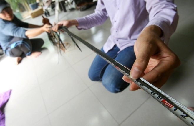 galinha com a maior cauda do mundo