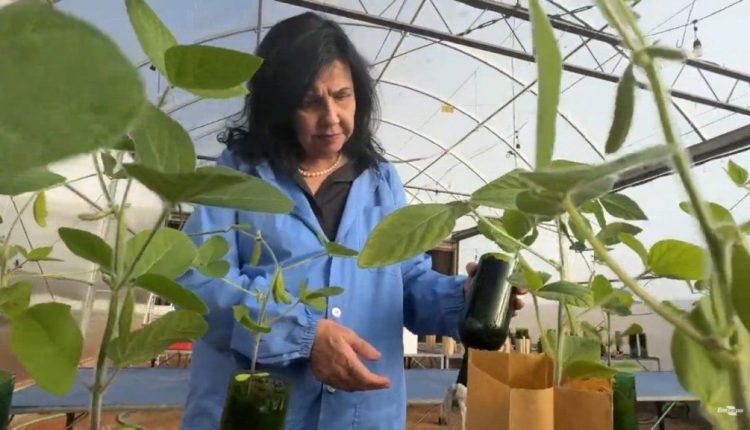 Pesquisadora brasileira conquista o "Nobel da Agricultura"
