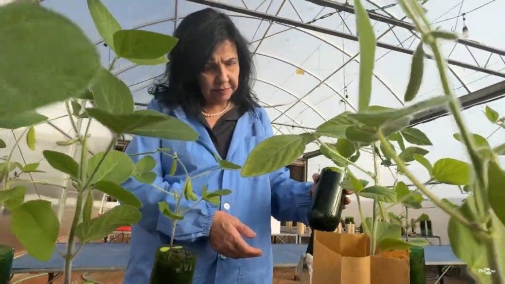 Pesquisadora brasileira conquista o "Nobel da Agricultura"