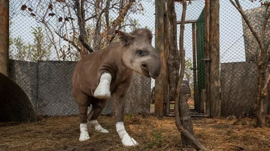 Foto de anta sobrevivente do fogo no Pantanal é destaque e vence prêmio mundial