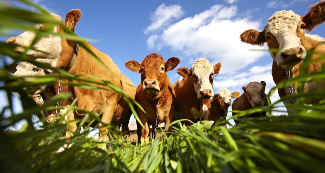 RIP e TIP: como ocorre a adaptação alimentar nas fases de cria, recria e engorda