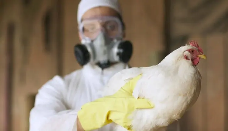 Ministério da Agricultura confirma primeiro caso de gripe aviária em granja comercial no Brasil DOENÇAS