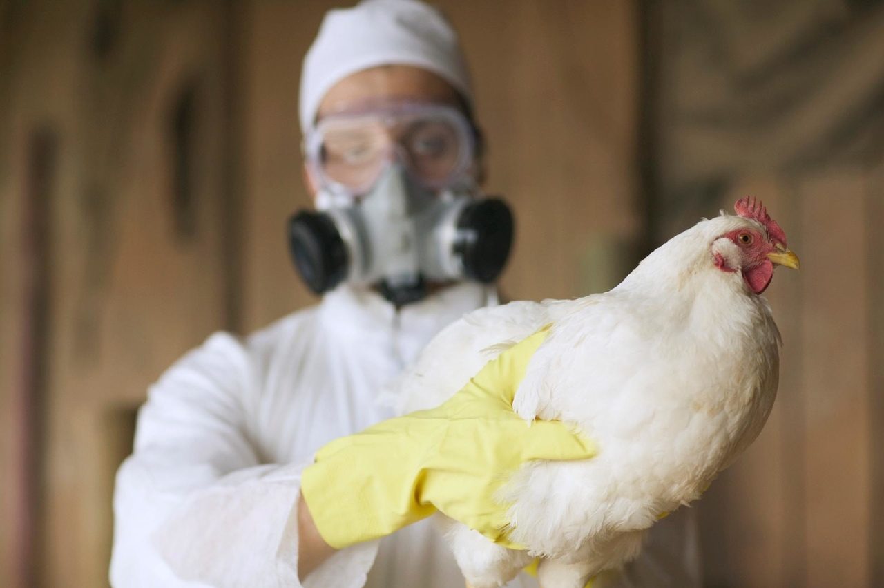 Ministério da Agricultura confirma primeiro caso de gripe aviária em granja comercial no Brasil DOENÇAS