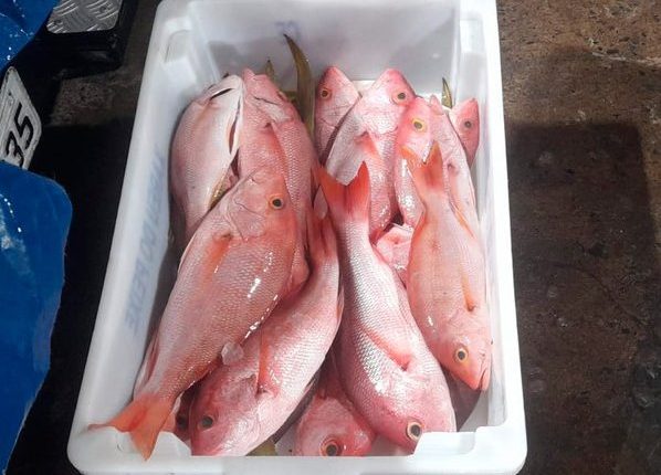 Multa de R$ 140 mil é aplicada por pesca ilegal de pargo