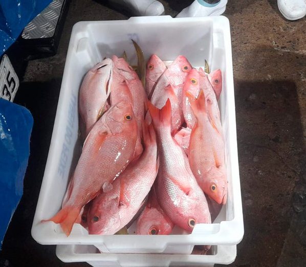 Multa de R$ 140 mil é aplicada por pesca ilegal de pargo