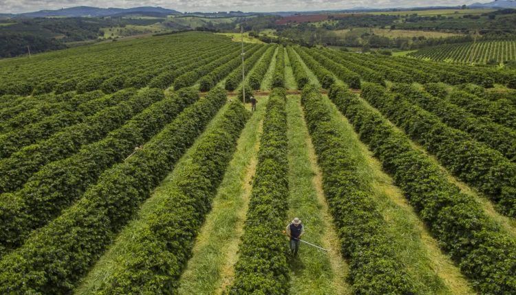 Nova variedade de café resistente ao calor aponta caminho para o futuro da produção