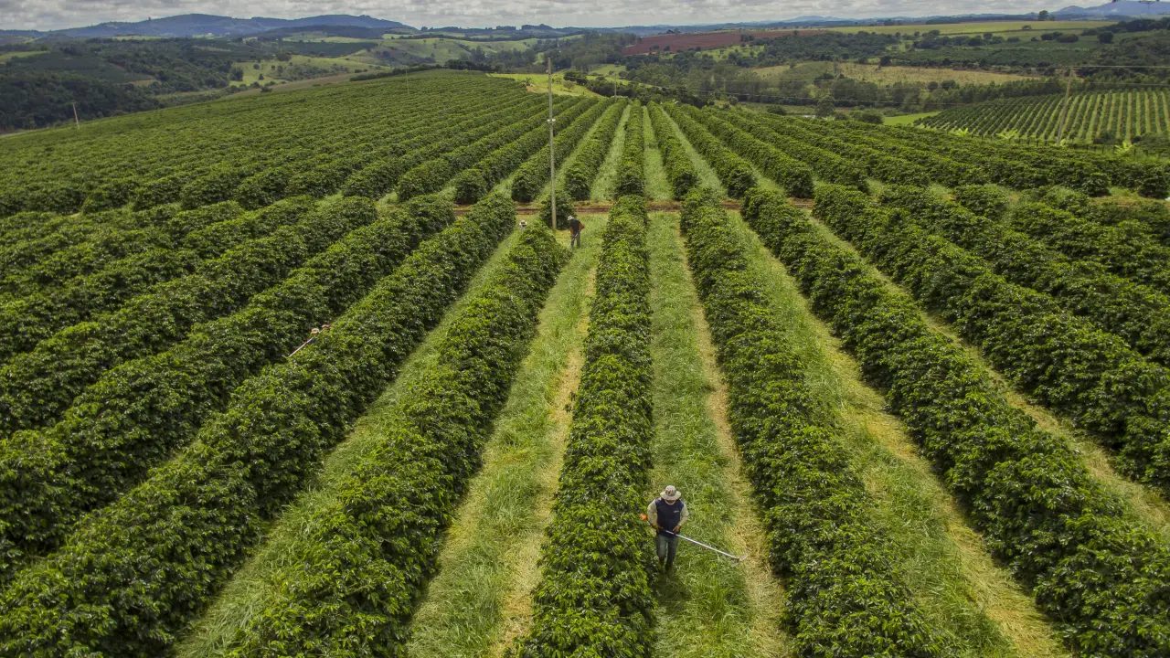 Nova variedade de café resistente ao calor aponta caminho para o futuro da produção