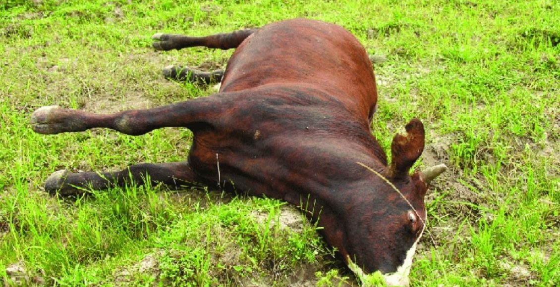 Alerta: Gangrena gasosa pode matar boi em apenas 48 horas