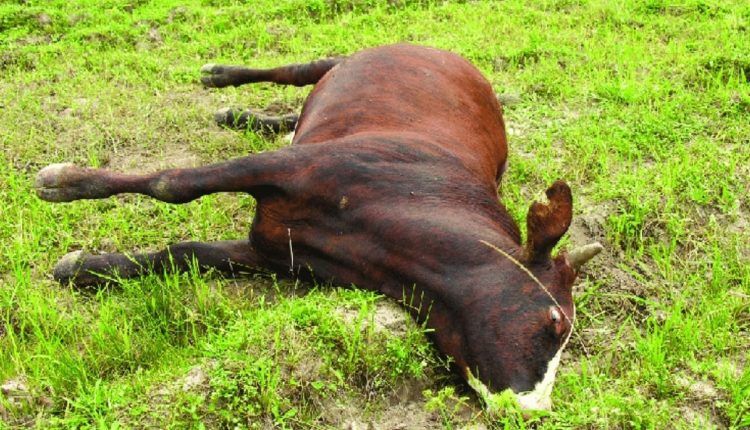 Alerta: Gangrena gasosa pode matar boi em apenas 48 horas