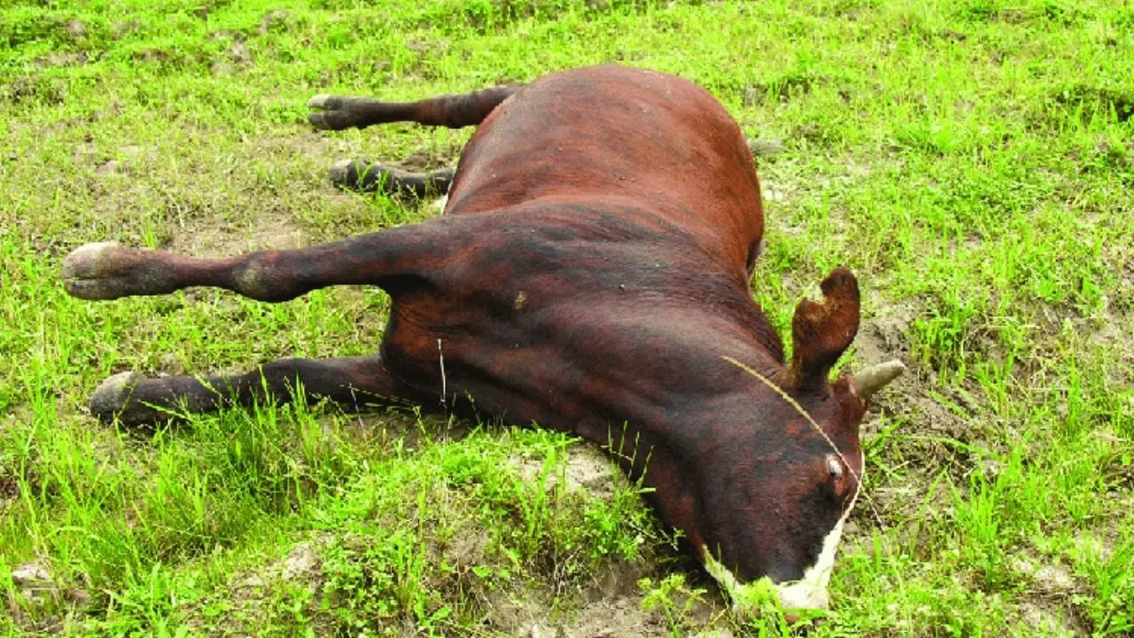 Alerta: Gangrena gasosa pode matar boi em apenas 48 horas