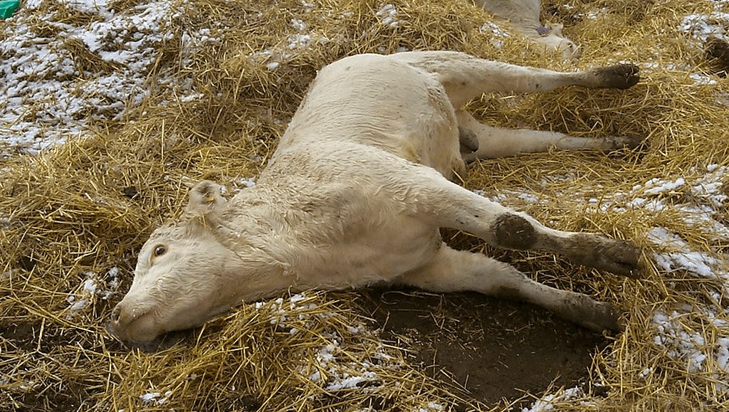 Alerta: Gangrena gasosa pode matar boi em apenas 48 horas