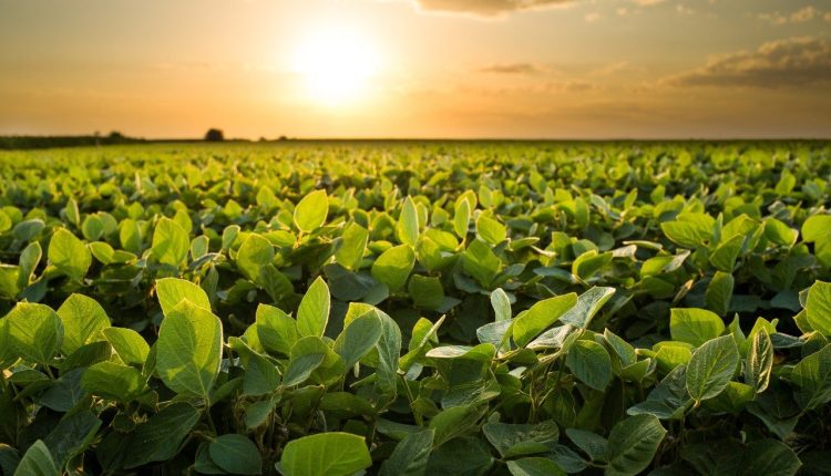 Bionematicida reduz em até 65% número de nematoides em lavouras
