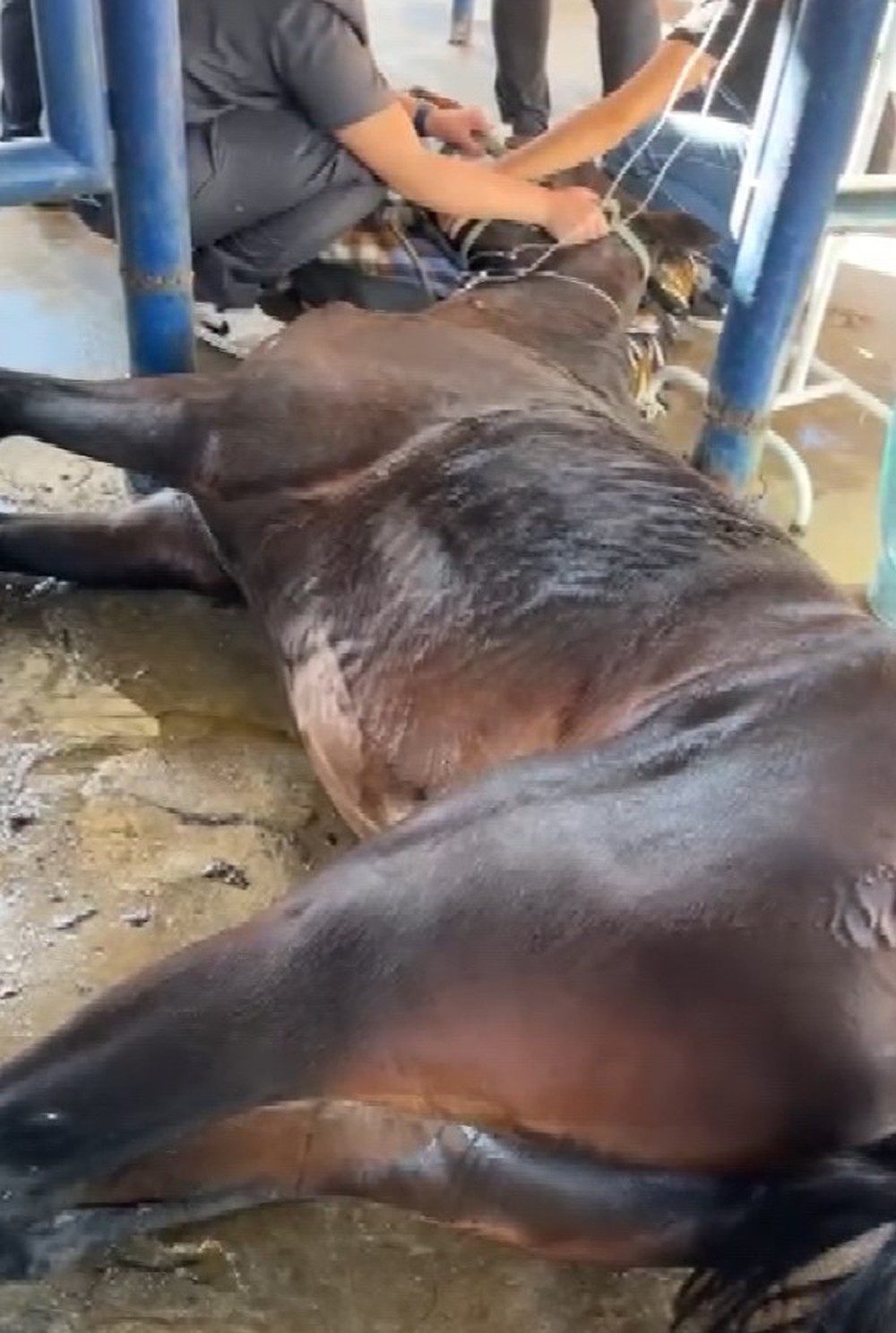 Nove cavalos morrem e 120 ficam doentes em Haras; veja qual e o motivo