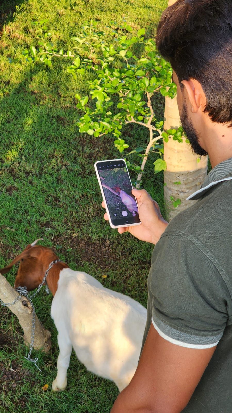Ferramenta inovadora da CabraTech transforma a caprinovinocultura com tecnologia acessível e foco no pequeno produtor; Aplicativo que pesa animais pelo celular é uma das opções