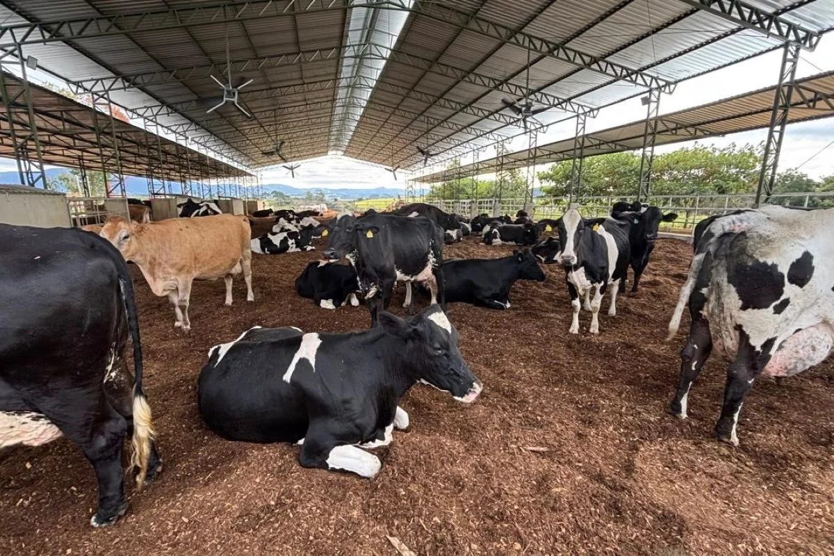 Inspirado pela Europa, mineiro transforma produção e multiplica volume de leite em quase 10 vezes