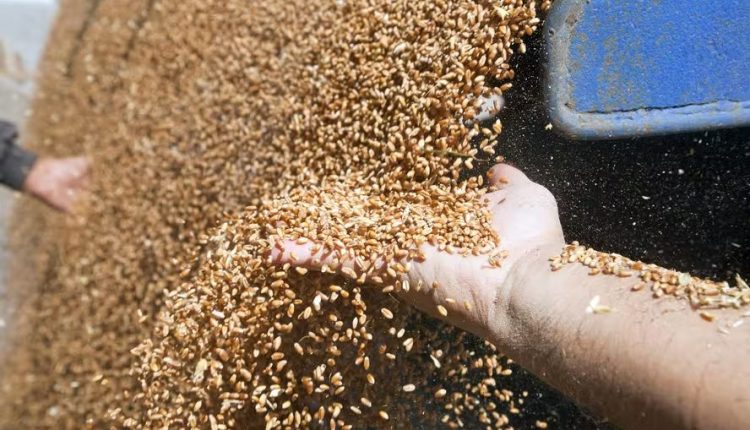 Caramuru Caramuru Alimentosvai investir R$ 251 milhões em novo projeto conjunto com a 3Tentos