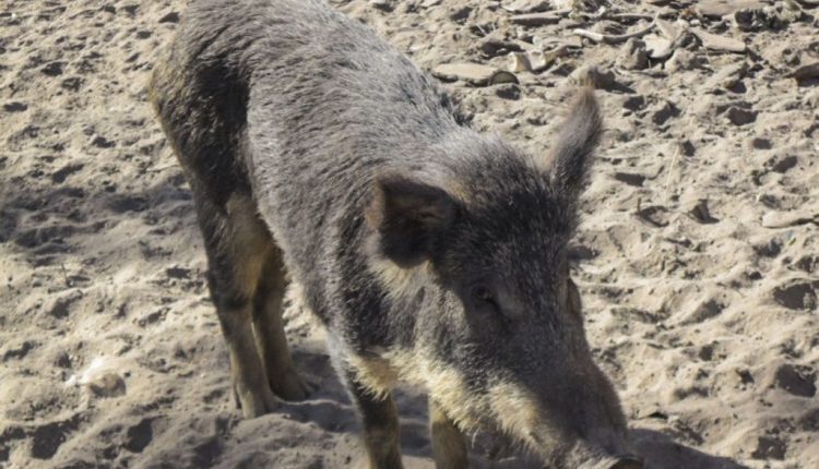 Invasão de porcos selvagens coloca lavouras de milho em risco no Centro-Oeste