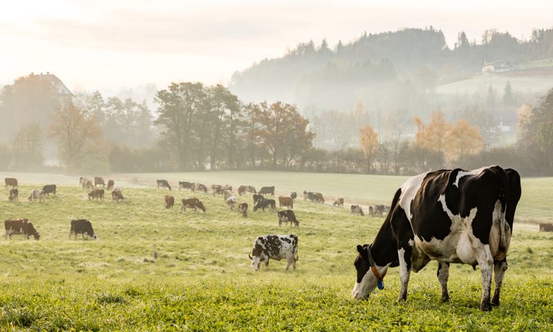 O segredos das maiores fazendas leiteiras: do manejo à produtividade