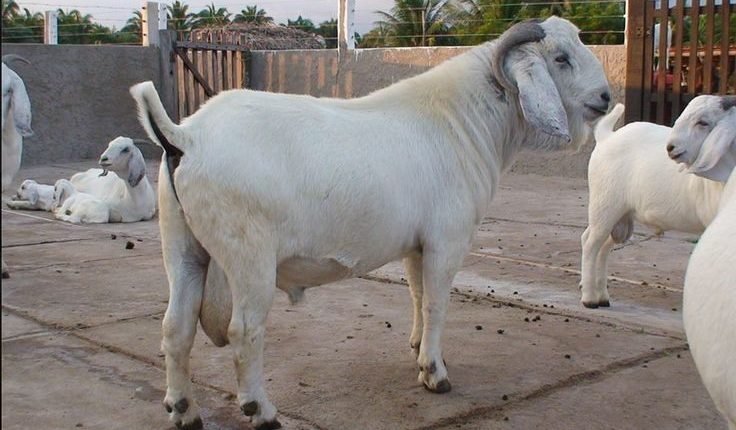 Conheça a "Nelore" das Cabras, raça Savana tem carne de qualidade e alta lucratividade