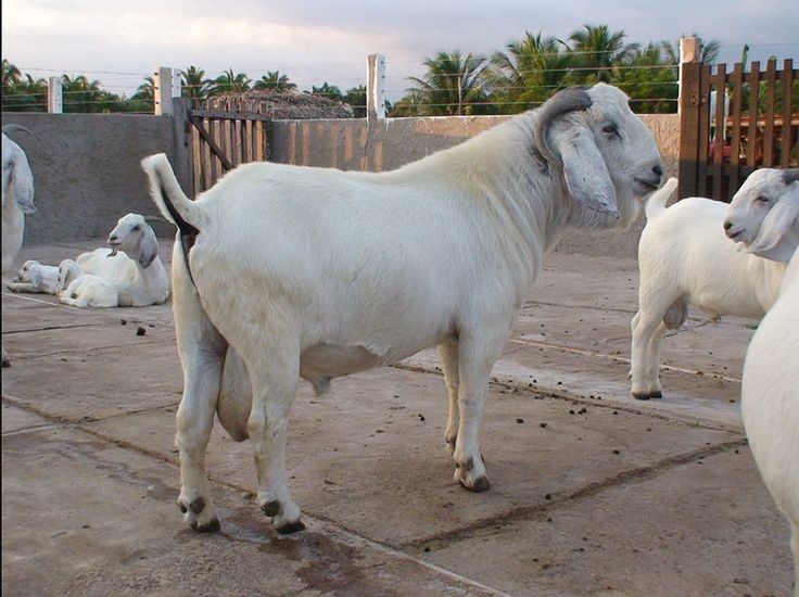 Conheça a "Nelore" das Cabras, raça Savana tem carne de qualidade e alta lucratividade