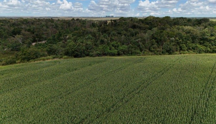Lei do Licenciamento Ambiental aprovada: fim da burocracia na cadeia da soja?