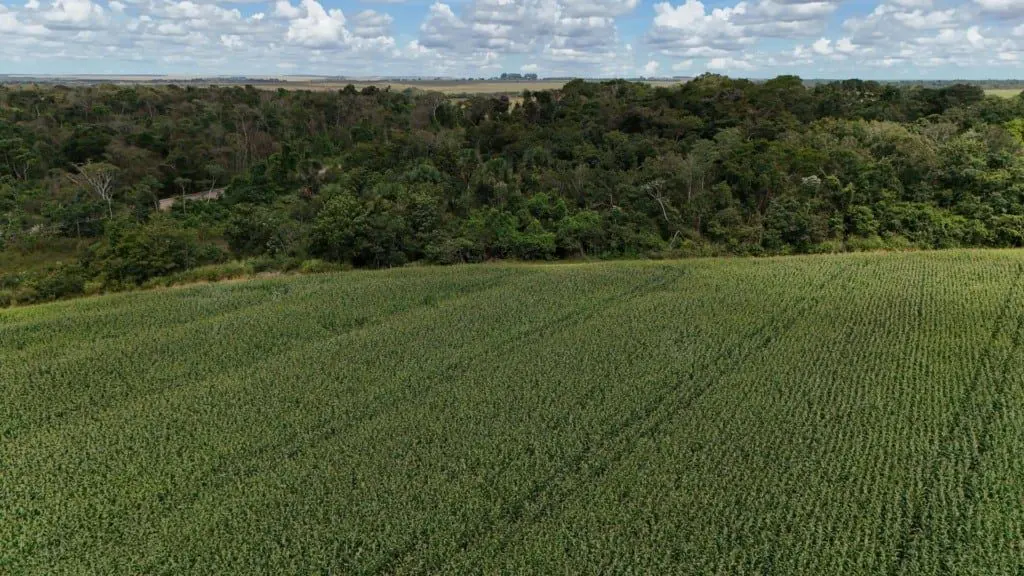 Lei do Licenciamento Ambiental aprovada: fim da burocracia na cadeia da soja?