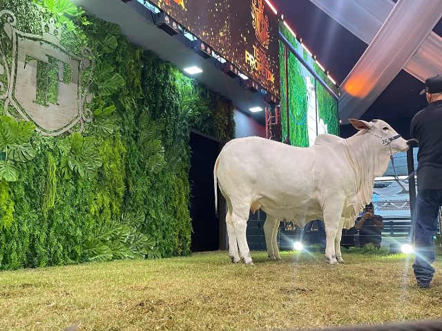 Leilão Terra Prometida redefine o topo do mercado pecuário nacional