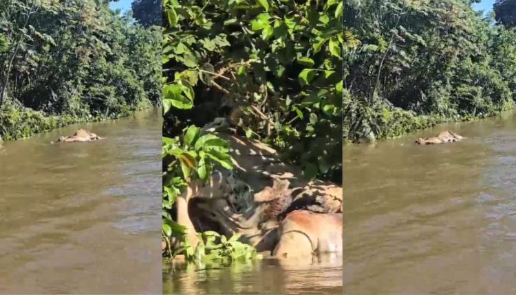 Vídeo impressionante: Onça-pintada arrasta boi por rio no Pantanal; assista