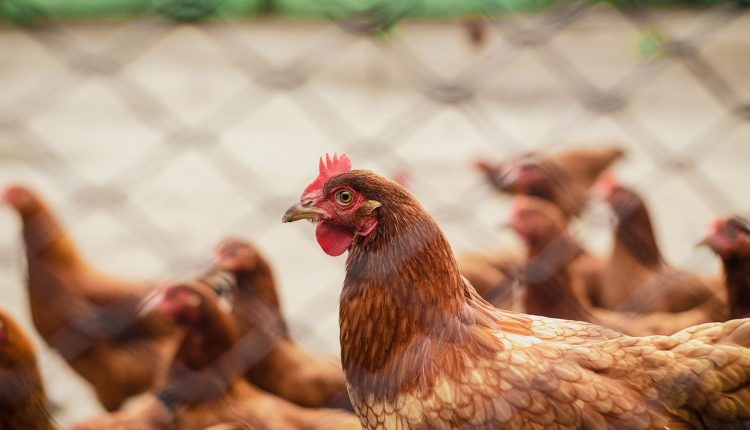 Óleos essenciais ganham importância para a saúde respiratória e o desempenho na avicultura
