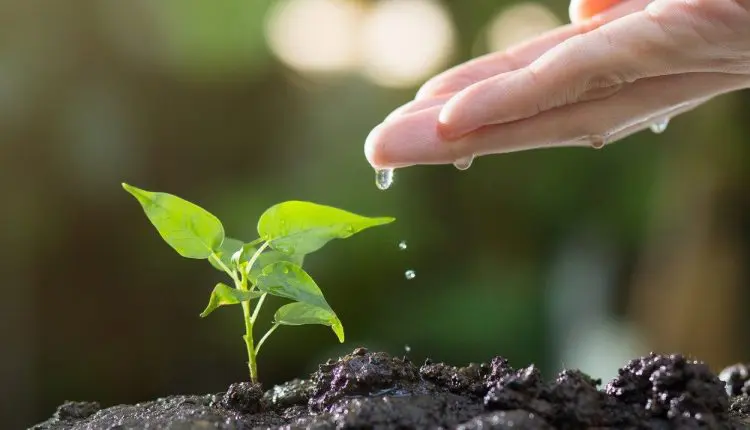 Agricultura regenerativa em foco: CLAR 2025 agora em formato online