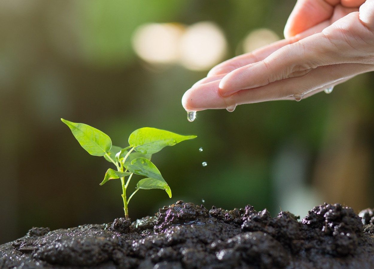 Agricultura regenerativa em foco: CLAR 2025 agora em formato online