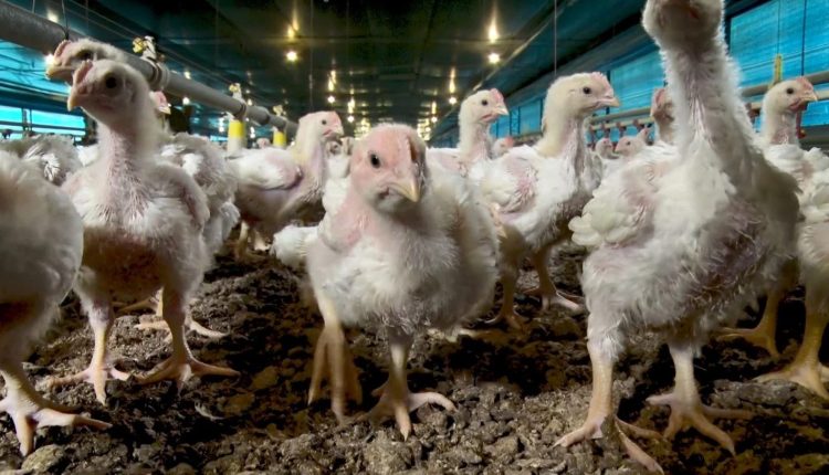 Suspeita de gripe aviária em granja comercial de Santa Catarina é descartada após investigação